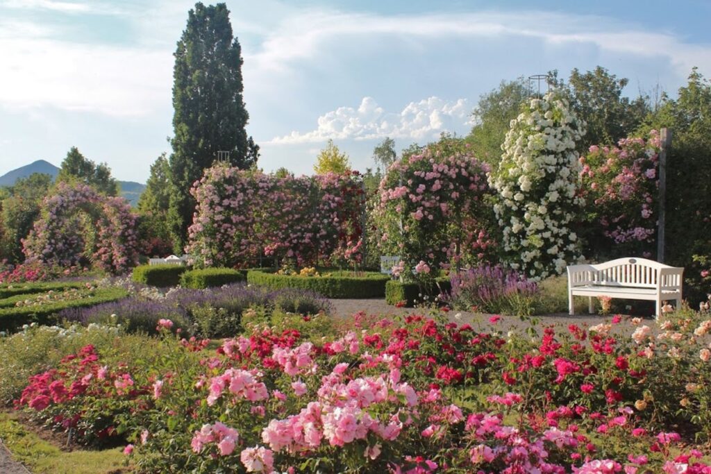 Europa-Rosarium (Sangerhausen)
