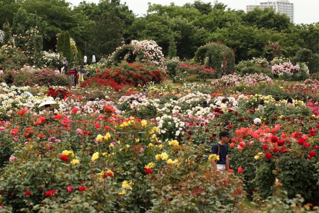 Keisei Rose Garden, Japan