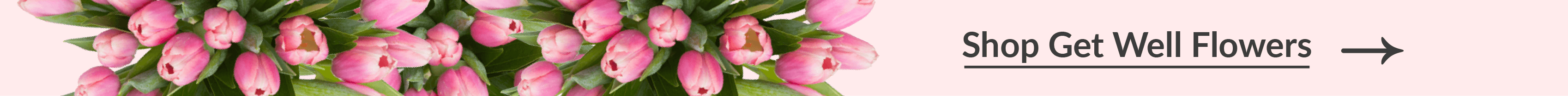 shop get well flowers