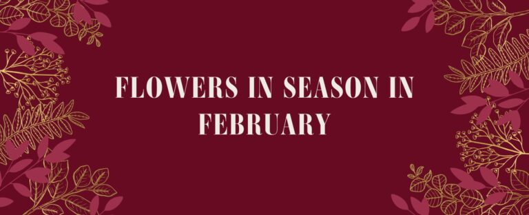 Flowers in Season in February