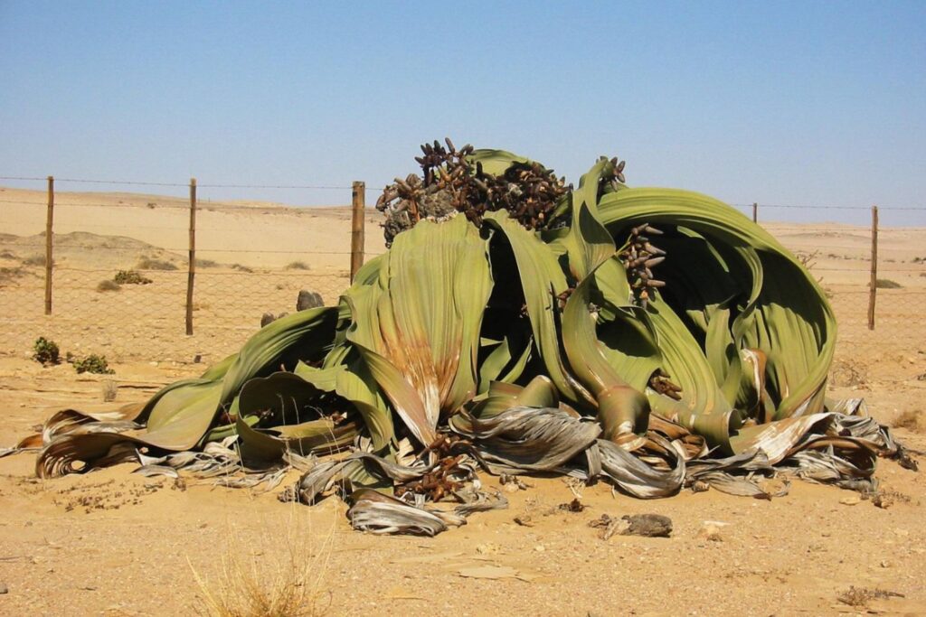 Welwitschia (Welwitschia mirabilis)