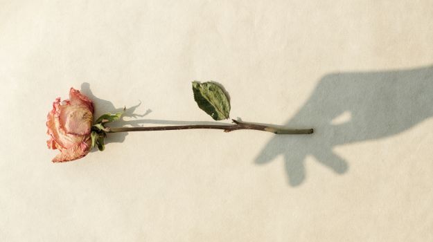 How to Dry Roses and Keep Their Color