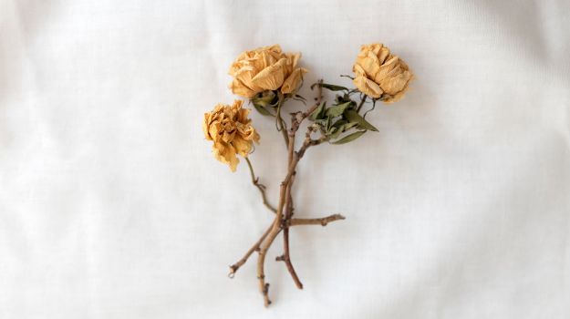 How to Dry Roses with Silica Gel 