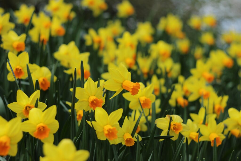 march birth flowers