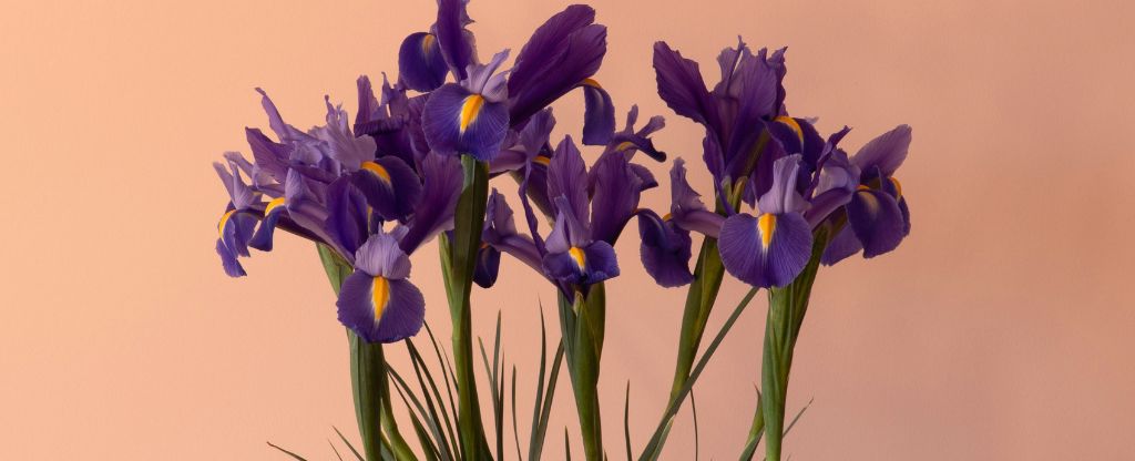 irises