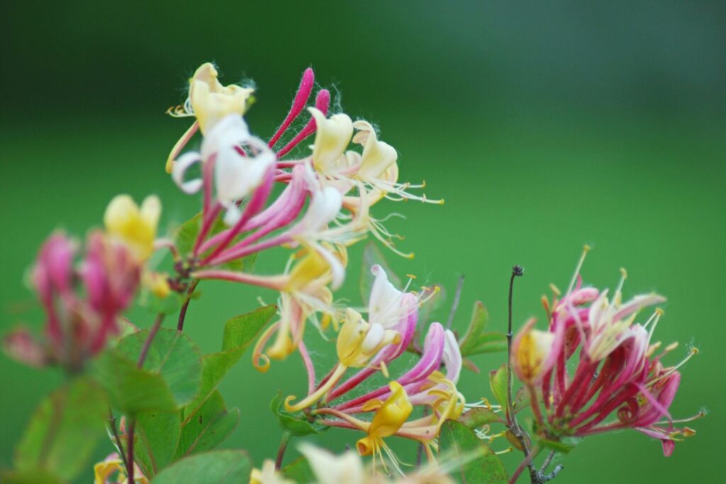 what are birth flowers