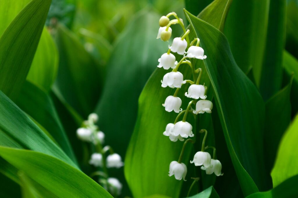 lily of the valley may birth flowers