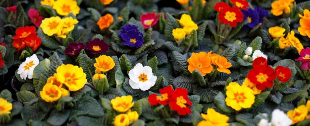 february birth flowers