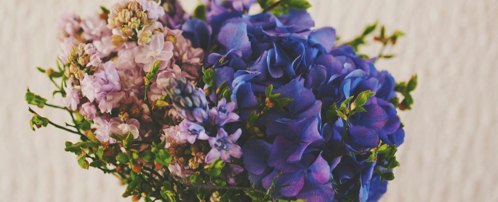 violets