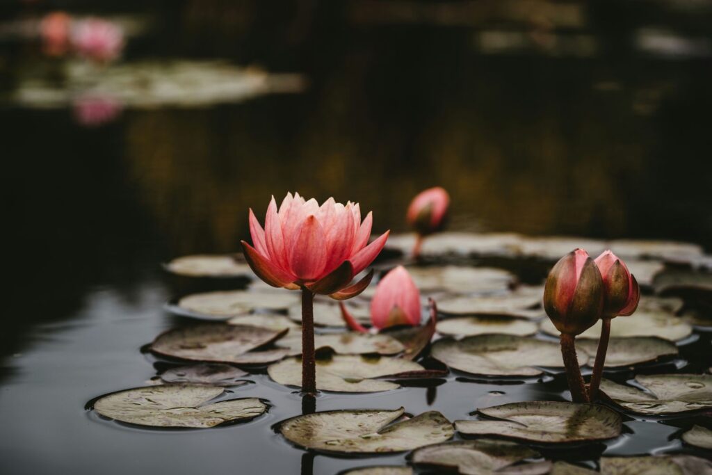 water lily july birth flower