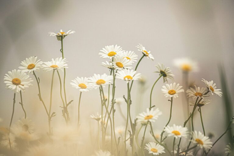 april birth flowers