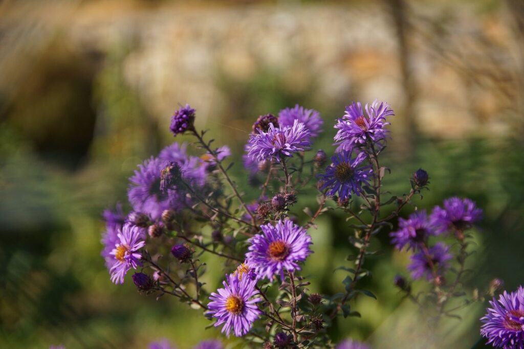 aster september birth flowers