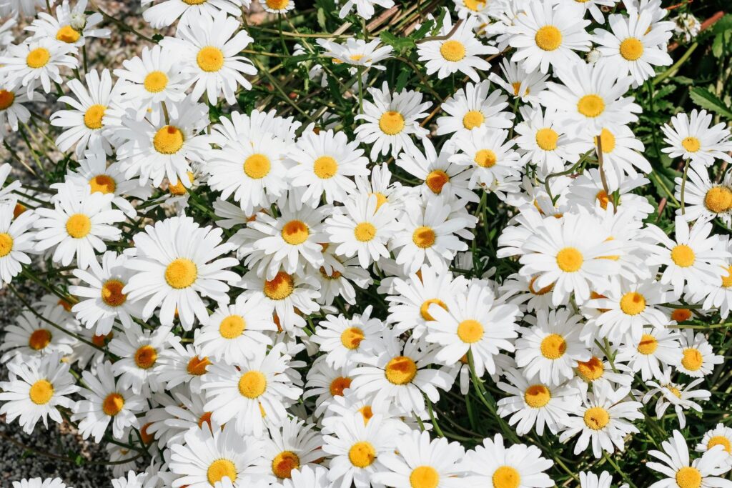 daisy in garden