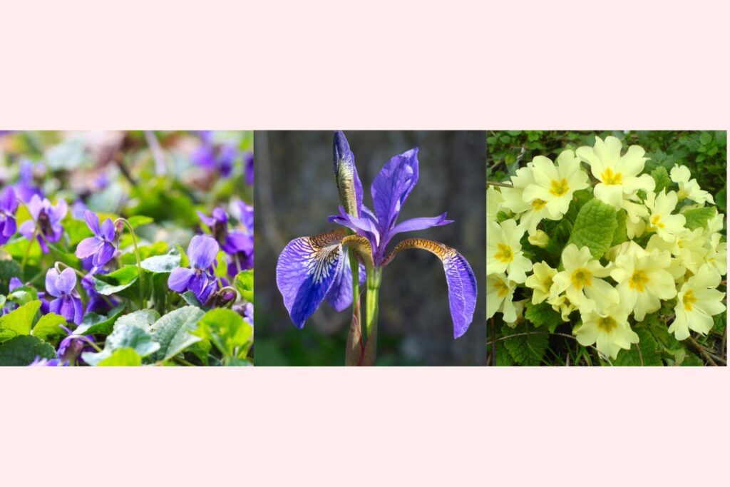 february-birth-flowers