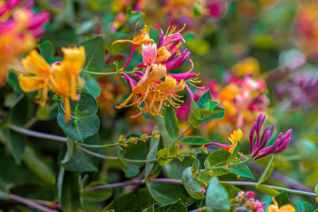 honeysuckle june birth flower