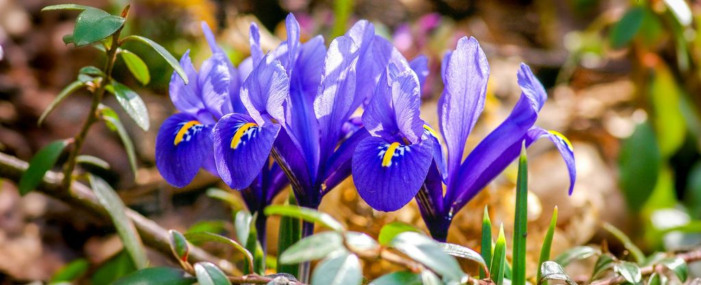 february birth flower