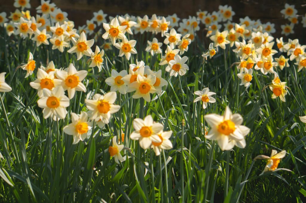 march birth flowers