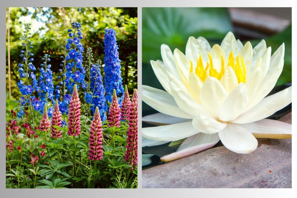 birth flowers