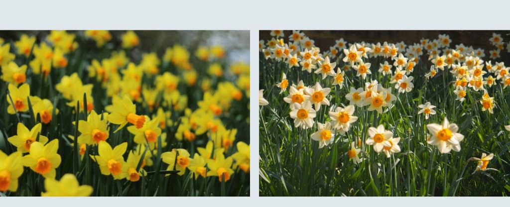 march birth flowers