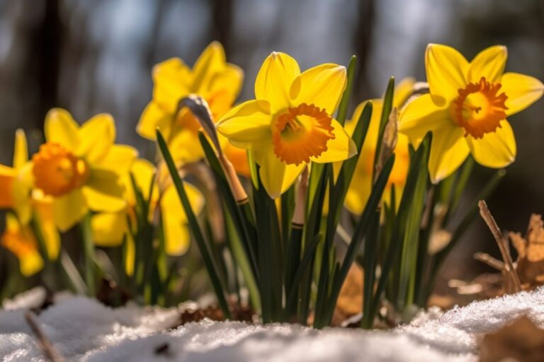 march birth flowers