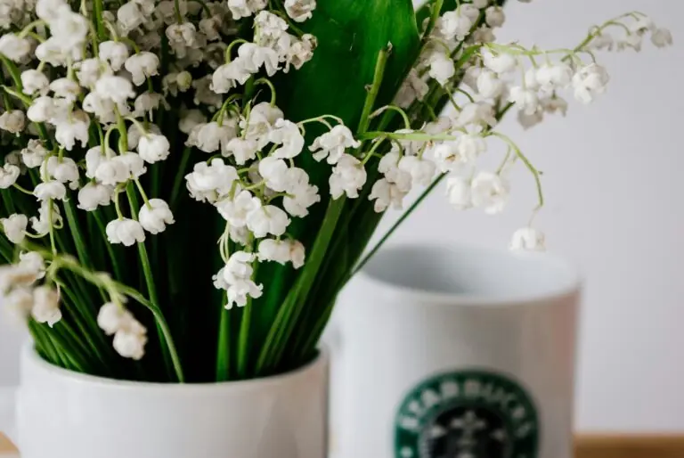 may birth flowers