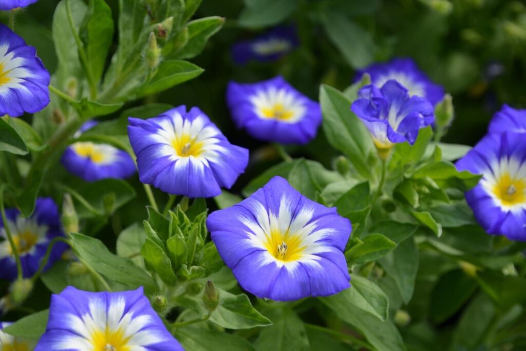 morning glory september birth flowers