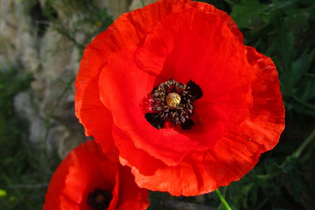 poppy august birth flower