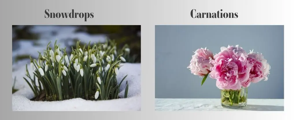 january birth flowers