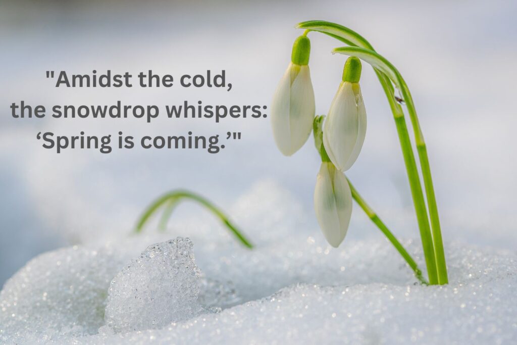 snowdrops-january-biht-flowers