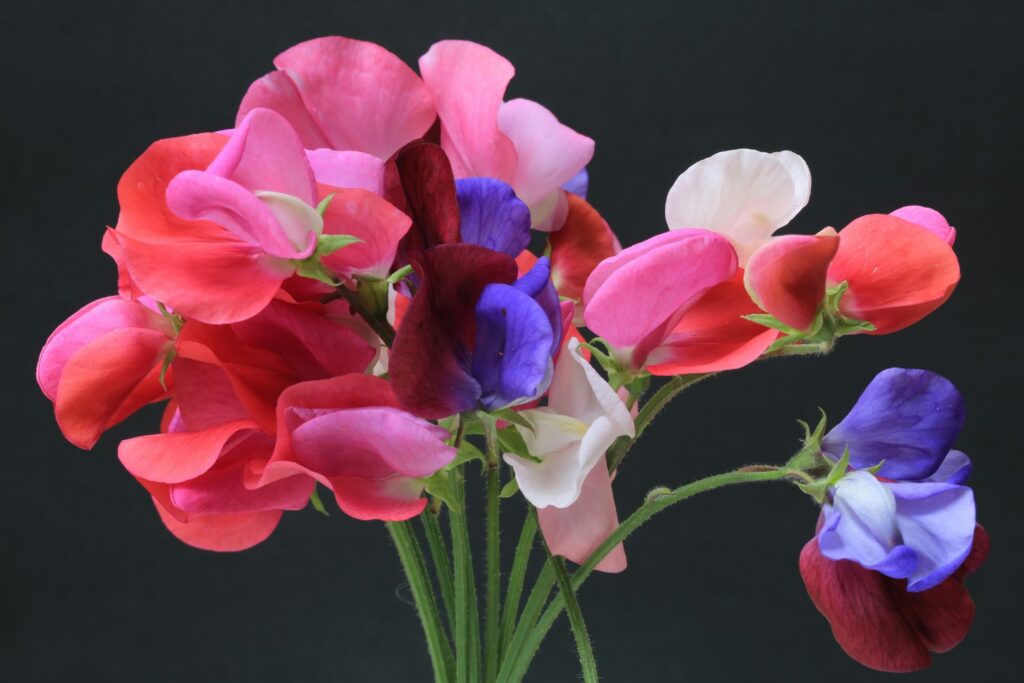 The Sweet Pea: Unique Characteristics