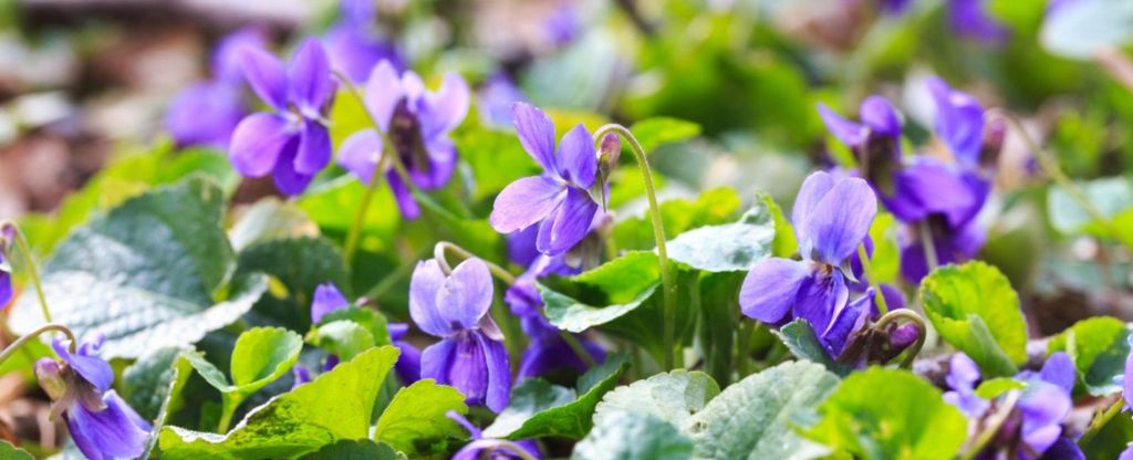 february birth flower
