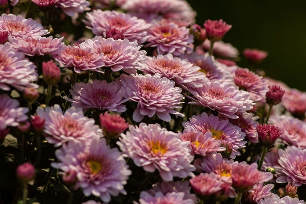 chrysanthemum november birth flowers