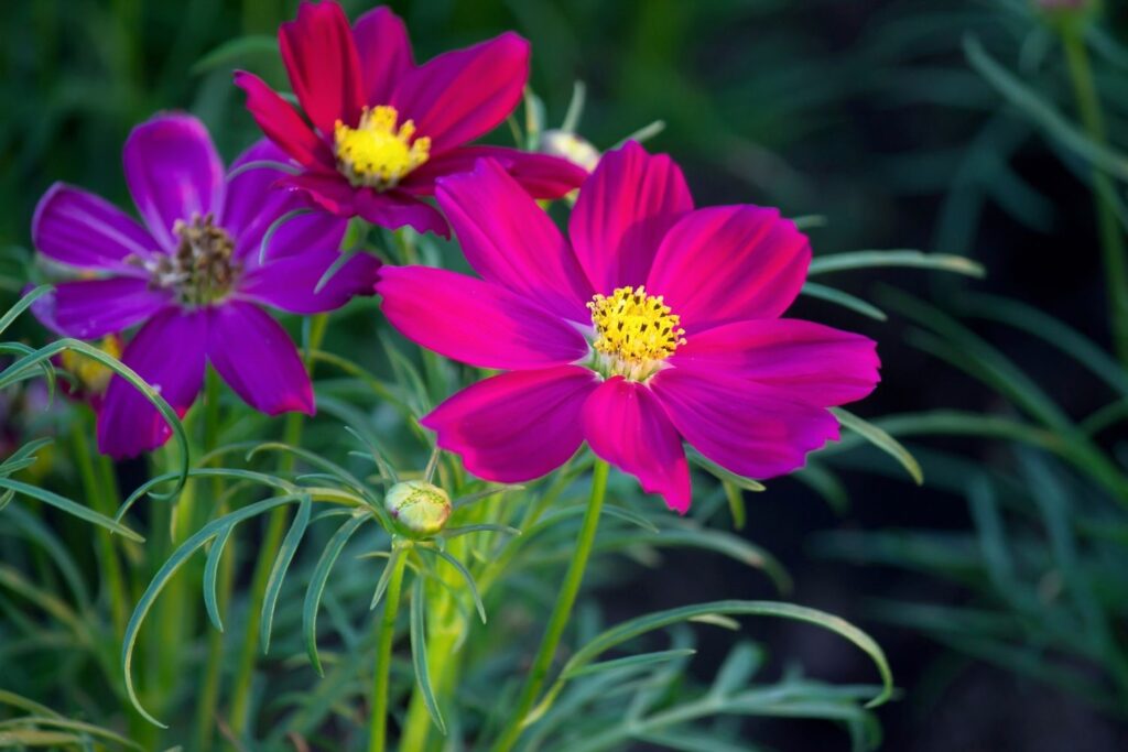 cosmos october birth flowers