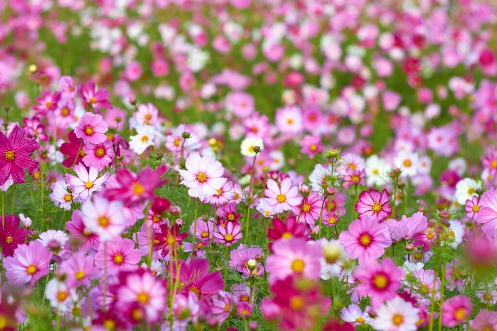 birth flowers