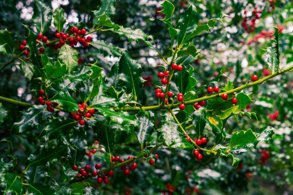 holly december birth flowers