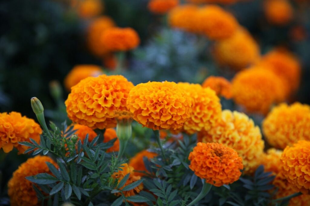 marigold october birth flowers