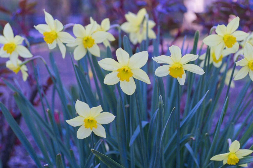 narcissus december birth flowers