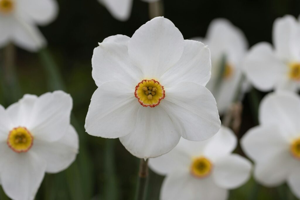 december birth flowers