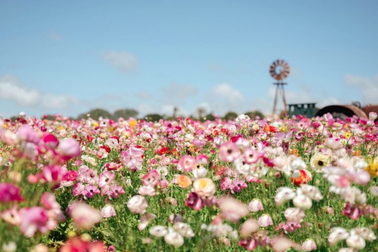 which flowers smell the best