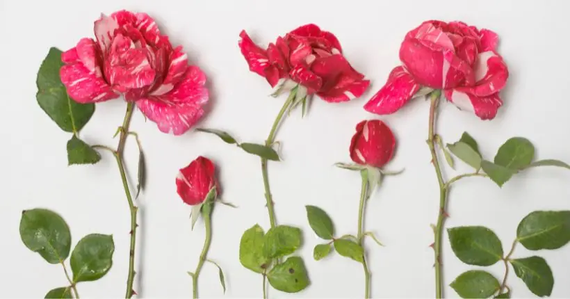 The Duality of Roses: Beauty & Thorns