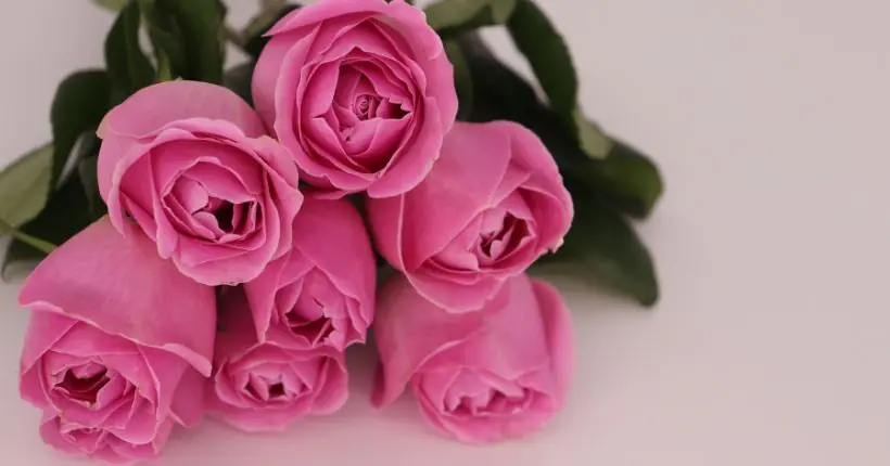 Occasions to Gift Pink Roses