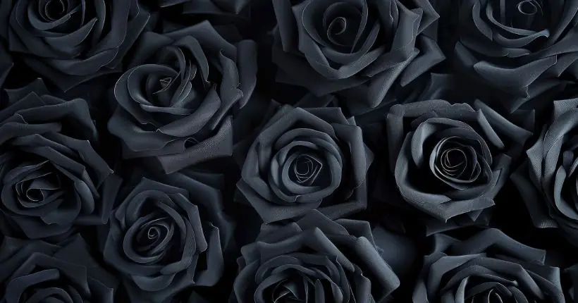 black rosesmeaning