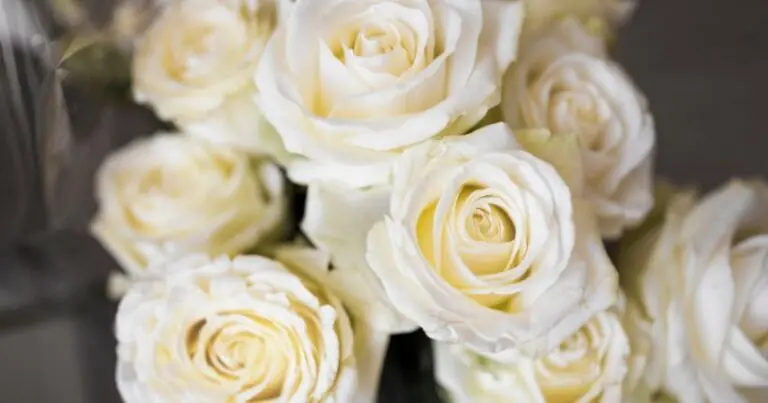 White Roses Meaning
