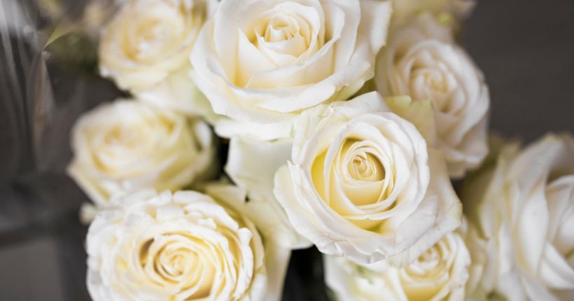 White Roses Meaning: Symbolism, History & When to Gift Them