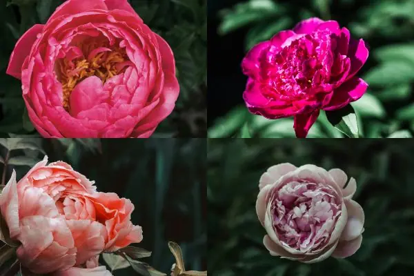 How Shade Affects the Symbolism
