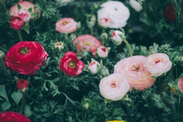 Pairing & Styling Red Peonies