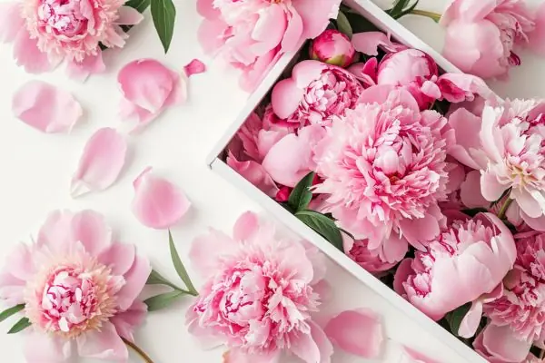 pink peony meaning