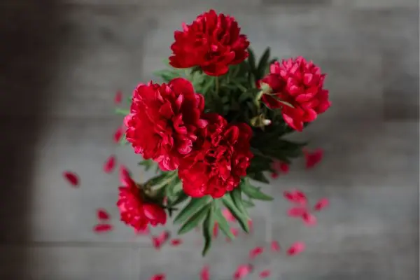 red peony meaning