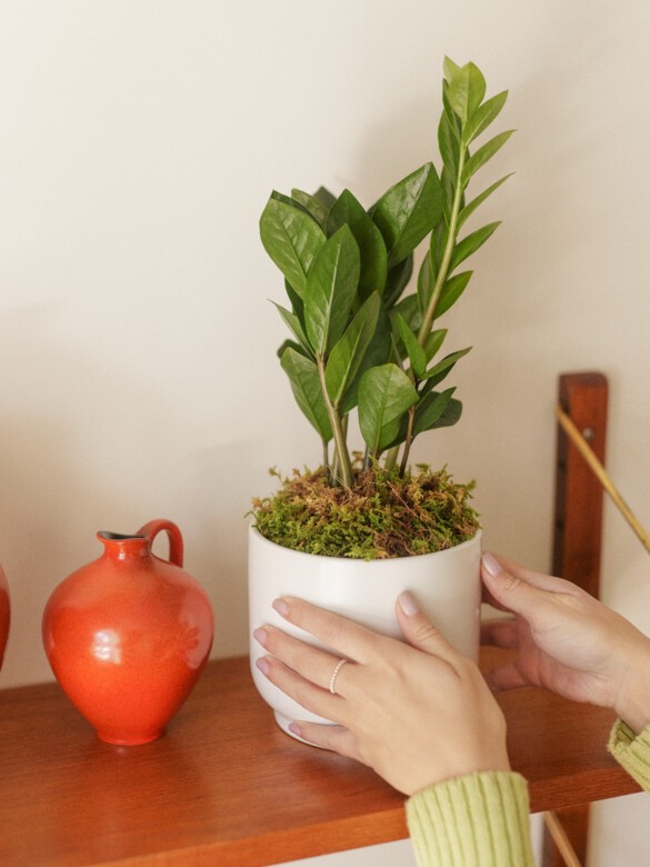 zz plant