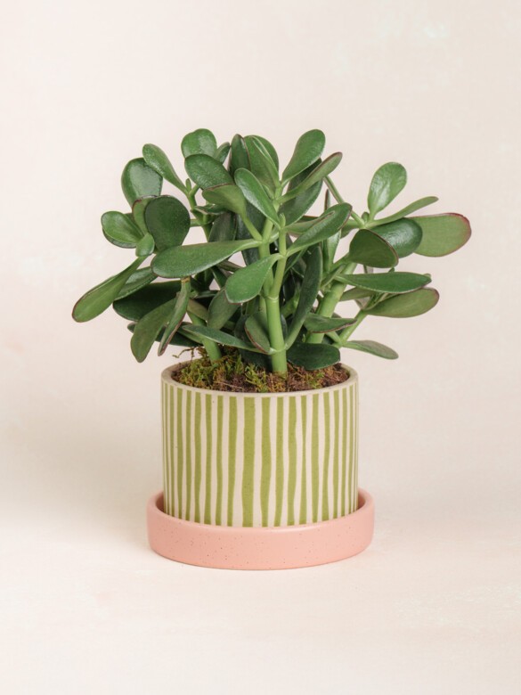 Jade Plant